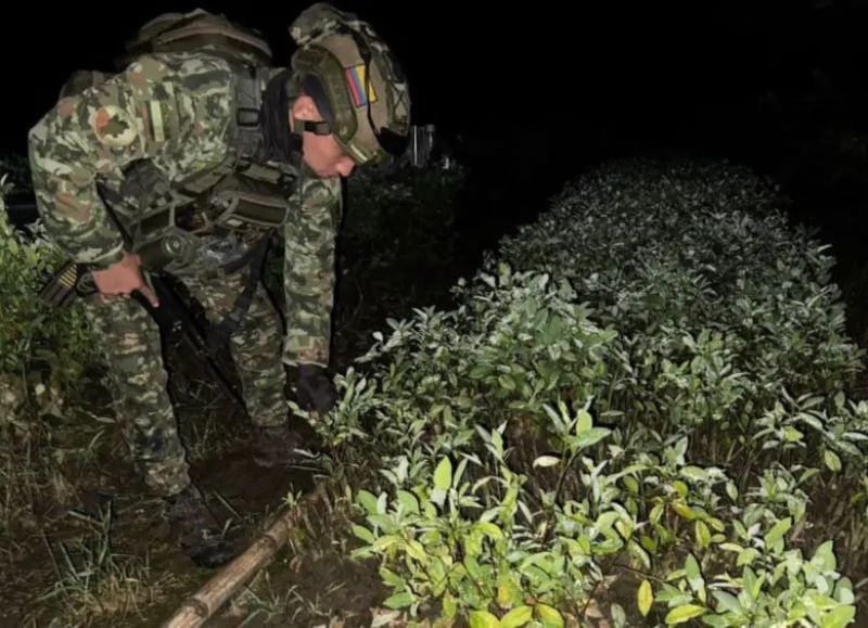 Golpe al narcotráfico expone contradicción del Gobierno: destruyen coca de disidencias con zona de paz asignada